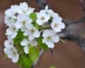 春季花卉-梨树