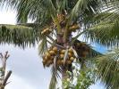树木-椰子