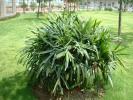 水培花卉-棕竹