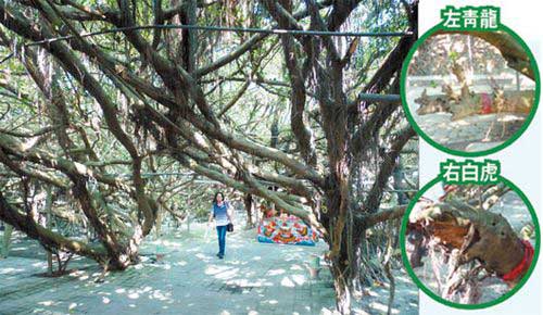 台湾百岁老榕树独木成林像迷宫（图）