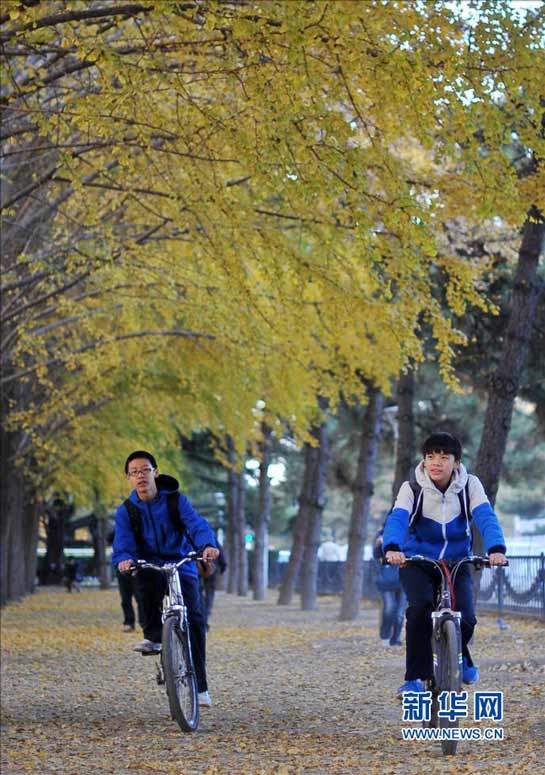 两名学生骑行在北京钓鱼台国宾馆附近的银杏大道上