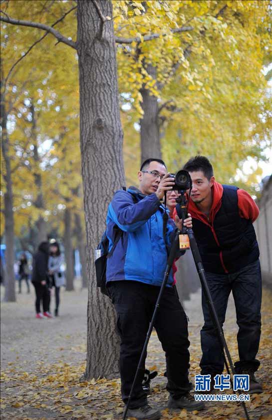 摄影爱好者在北京钓鱼台国宾馆附近的银杏大道拍摄