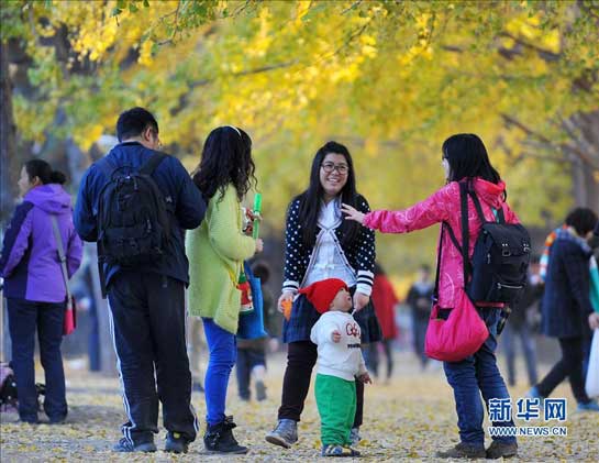 市民在北京钓鱼台国宾馆附近的银杏大道上游览