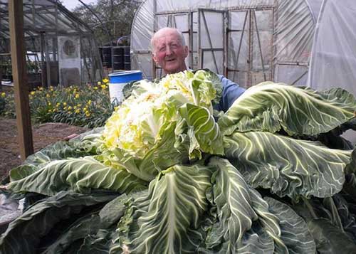 英国男子彼得·格雷兹布鲁克和他种出的世界最大菜花