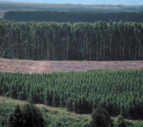 巴西批准转基因桉树的商业种植