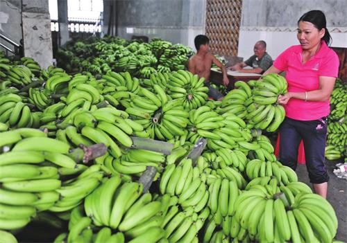 香蕉为啥要摘没成熟的青果？