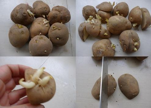 土豆盆栽种植方法