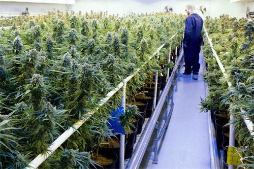 在加拿大英属哥伦比亚省的纳奈莫市，有家叫 Tilray 的西雅图私人控股公司最近获得了风投——它的业务是种植大麻