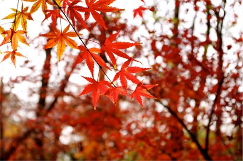 鸡爪槭有很多栽培品种，是城市里常见的红叶槭树