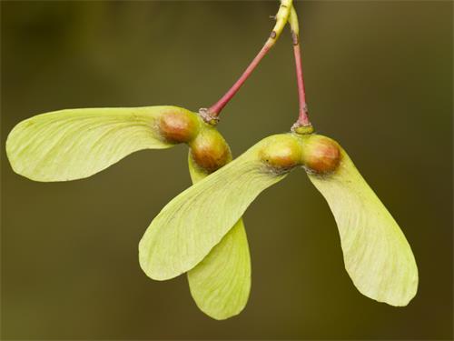 槭树的典型特征，成对的翅果