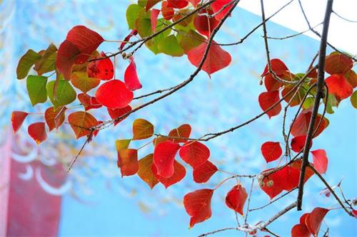 乌桕叶子红的时候鲜艳明媚，是深秋令人难忘的风景。