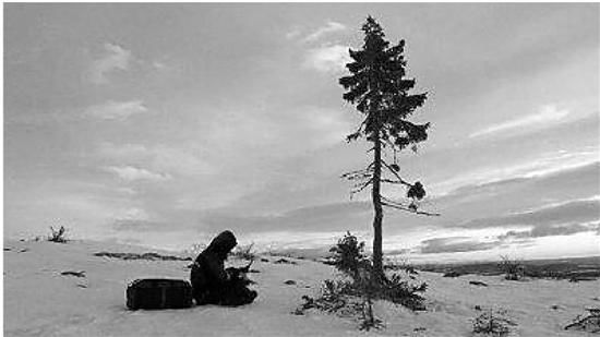 瑞典发现世界最古老的树 系9500岁云杉