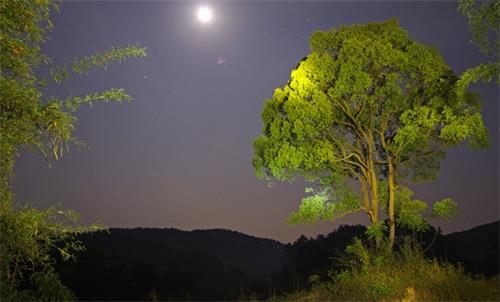 高精度激光扫描晚上的树木，显示夜色中的树枝会聋拉着脑袋，而在天亮时会变得活跃起来。