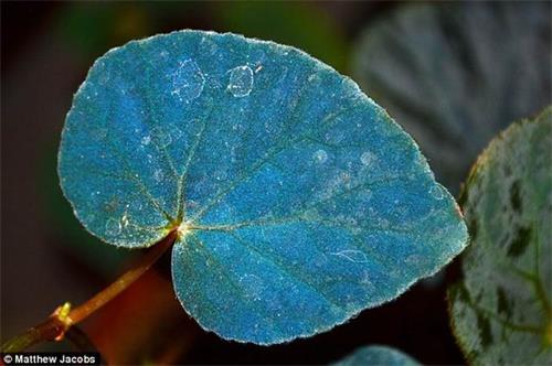 科学家最新研究揭晓了秋海棠蓝色叶子形成之谜，表明蓝色叶子是为了更多地采集光线。