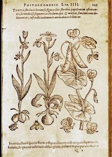 在古代欧洲兰花根茎被认为与男人的睾丸有关（15 BC）