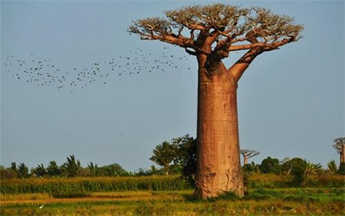 非洲草原的猴面包树（图片来自网络）