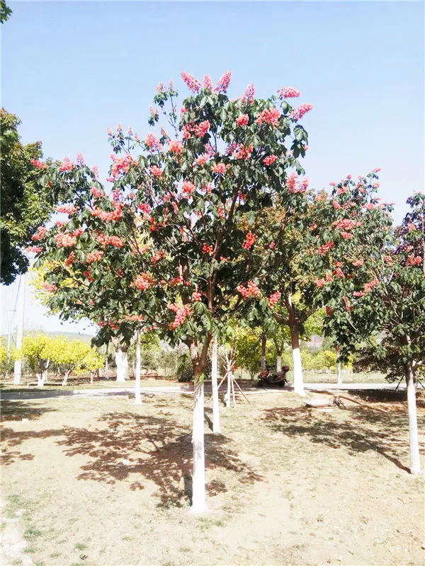 大连地区的红花七叶树表现