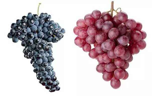 左：酿酒葡萄，右：鲜食葡萄。