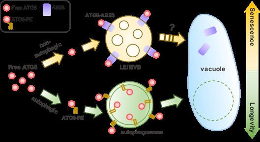 ABS3亚家族MATE转运蛋白以不依赖于自噬途径的方式控制植物衰老进程