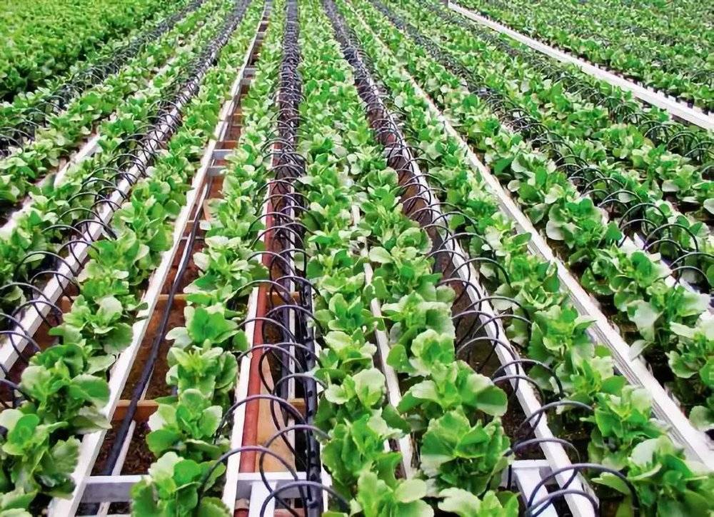 以色列使用滴灌技术种植的蔬菜