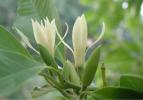 芳香植物 | 芳香花卉-白兰