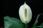 吸甲醛植物-白鹤芋