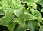 吸甲醛植物-常春藤