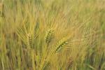 农作物-大麦