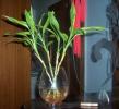 水培花卉-富贵竹