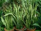 吸甲醛植物-虎尾兰