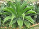 吸甲醛植物-龙舌兰