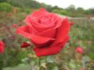 芳香植物 | 芳香花卉-玫瑰