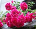 芳香植物 | 芳香花卉-蔷薇