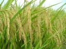 农作物-水稻