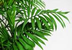 吸甲醛植物-散尾葵
