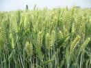 农作物-小麦