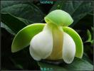 芳香植物 | 芳香花卉-夜香木兰