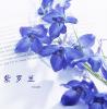 芳香植物 | 芳香花卉-紫罗兰