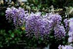 芳香植物 | 芳香花卉-紫藤