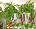 食虫植物 | 食肉植物-猪笼草